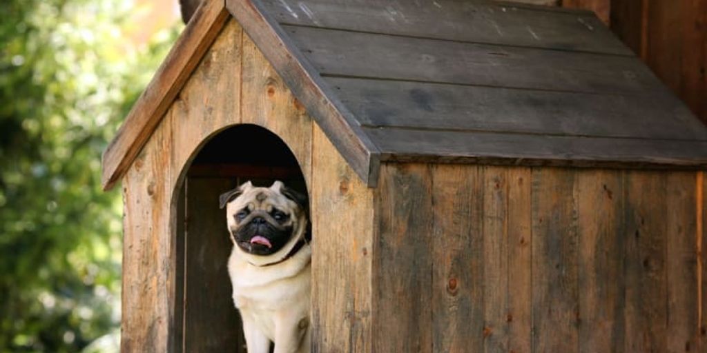 senior pet care