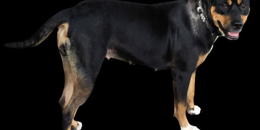 dog with shiny coat