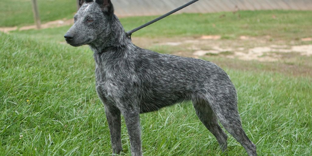 dog shampoo antifungal
