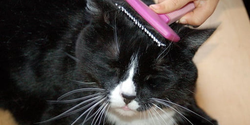pet grooming vet
