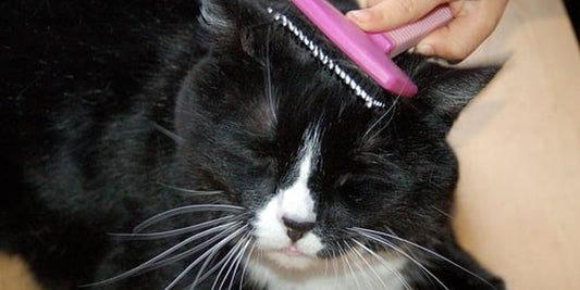 pet grooming vet