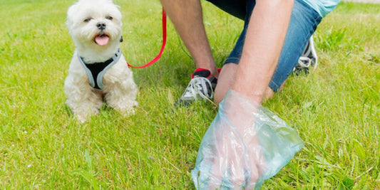 dog with clean eyes and tear stain remover