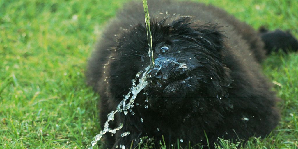 dog being cleaned with wipes by owner