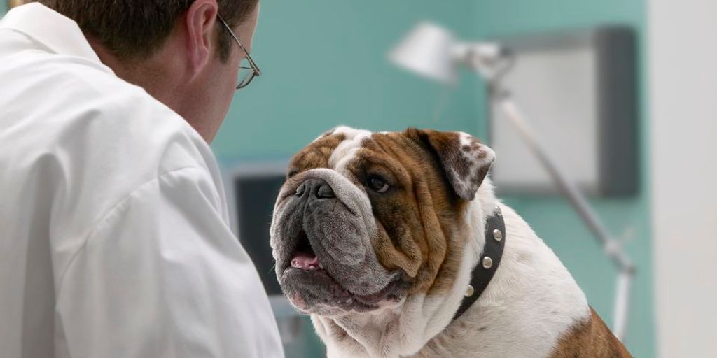 veterinarian examining dog in clinic