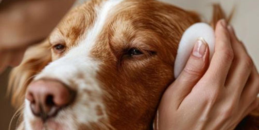 dog ear cleaning