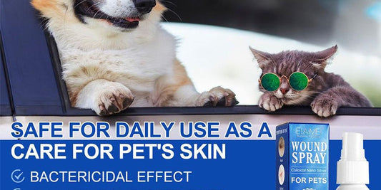 dog with hot spot spray