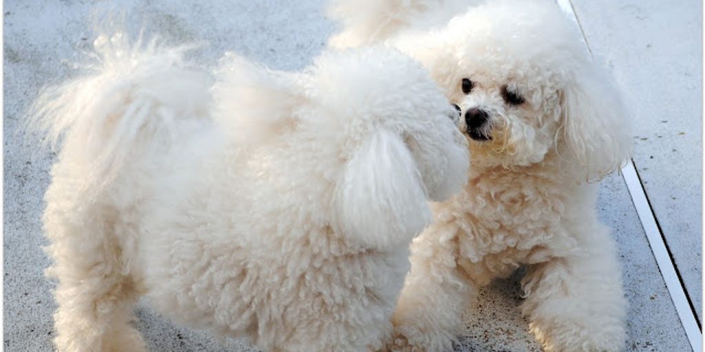 dog shampoo whitening
