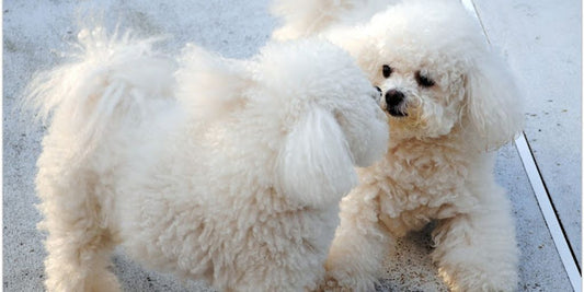 dog shampoo whitening
