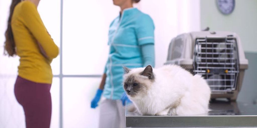 vet clinic price list