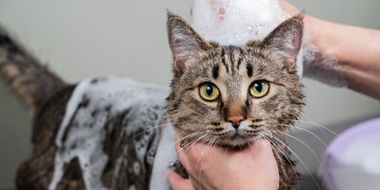 cat grooming vet