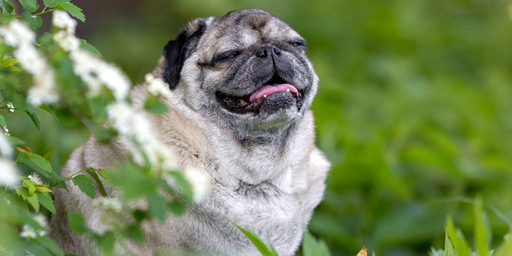 senior dog veterinary care