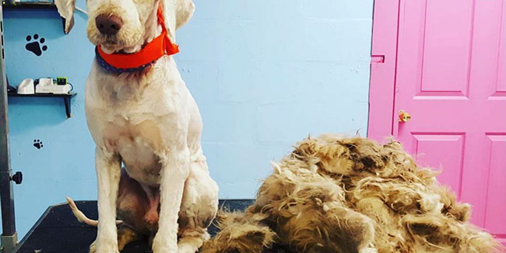 pet grooming vet