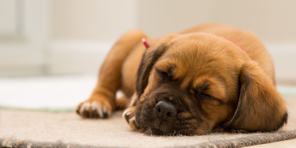 dog sleeping peacefully with melatonin treats nearby