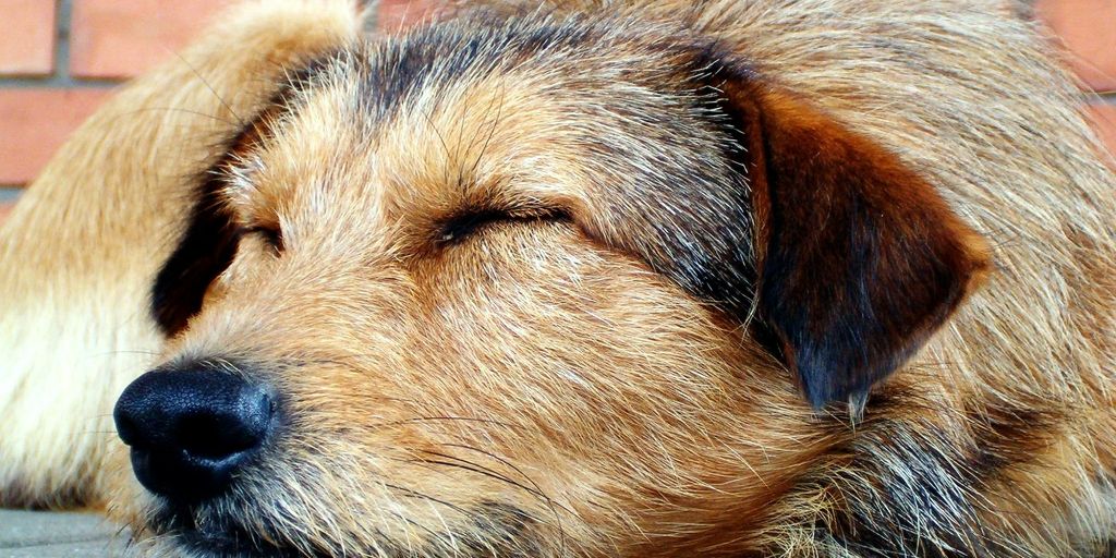 dog sleeping