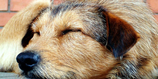 dog sleeping