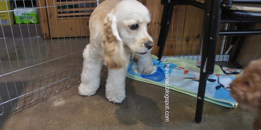 happy dog being groomed by a veterinarian