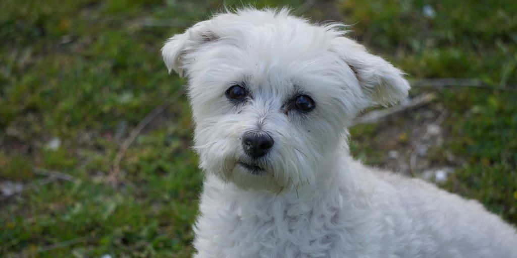 white dog being bathed with shampoo