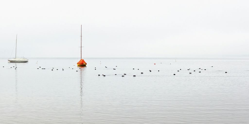 birds on body of water during daytime