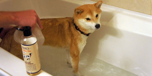 dog receiving antiseptic flush treatment