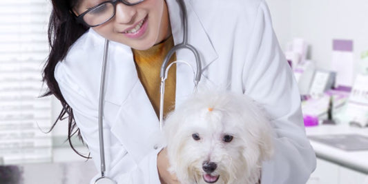 puppy at vet clinic