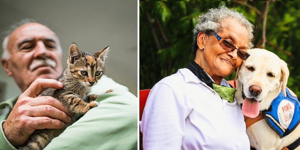 senior pet care