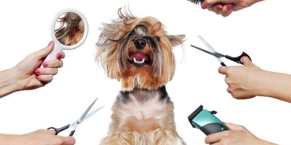 dog grooming