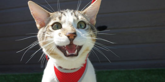 happy pets with popular pet products