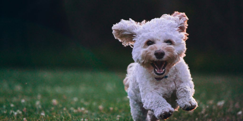 shallow focus photography of white shih tzu puppy running on the grass