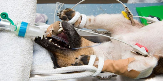 veterinarian examining a dog in a clinic