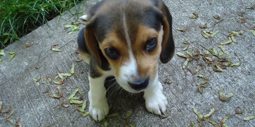puppy shampoo