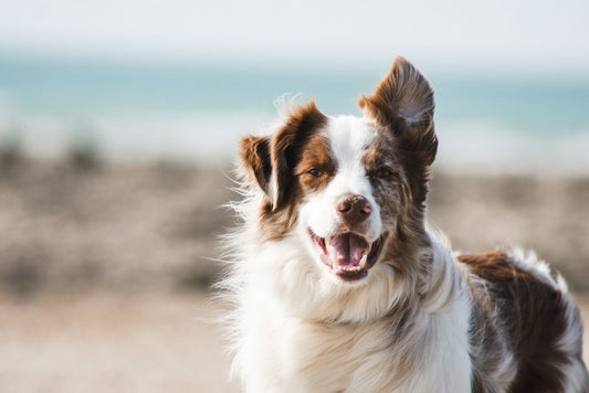 Causes and Remedies for Dog Itchy Ears