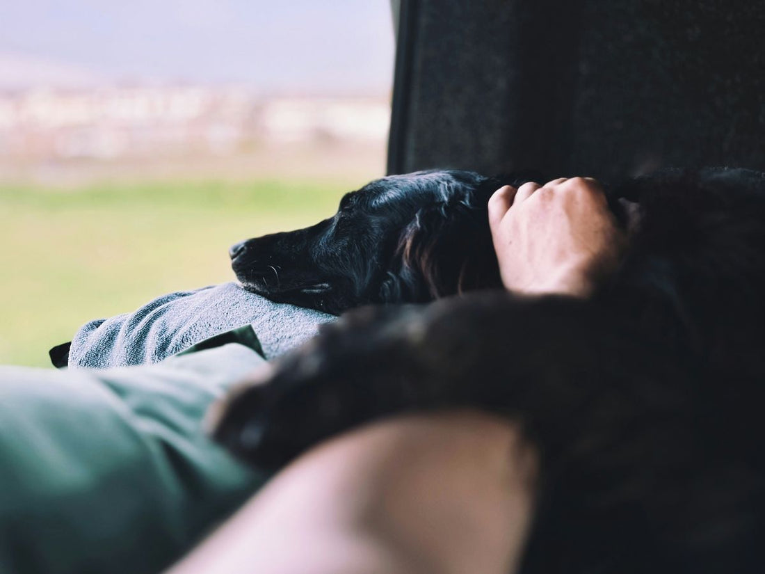 The Benefits of Melatonin Dog Treats for a Restful Sleep