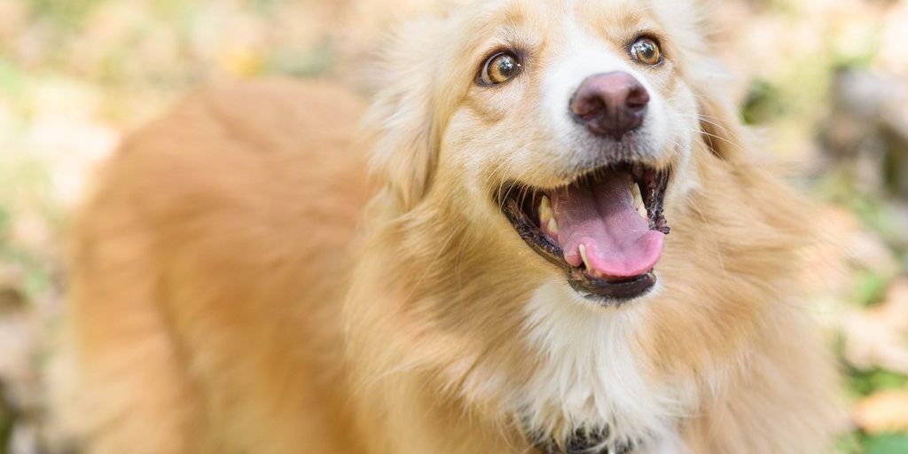 happy pet at a veterinary clinic