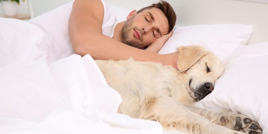 dog sleeping