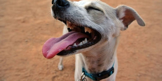 happy dog with shiny coat
