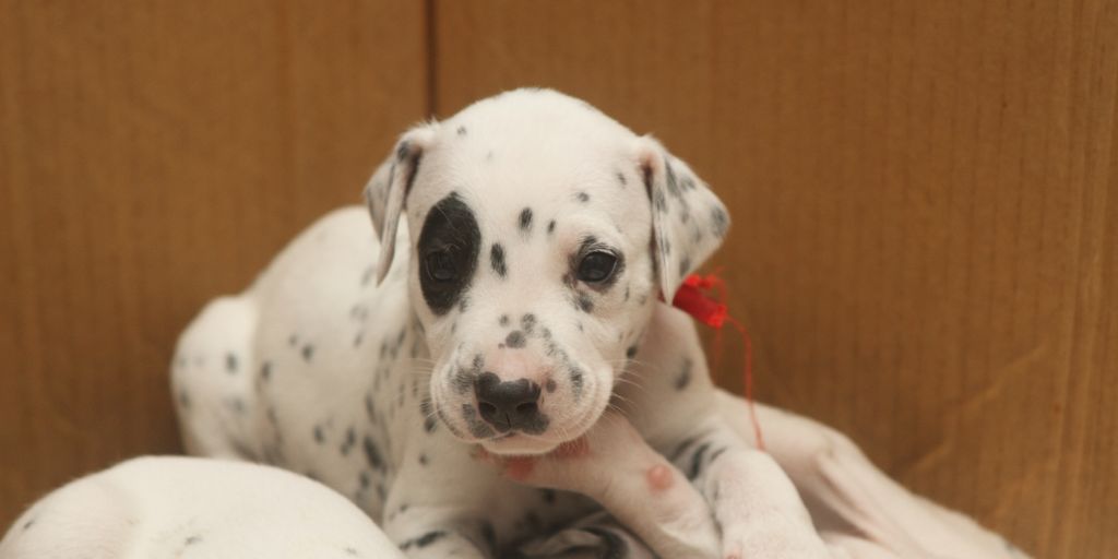 happy puppy at a vet clinic