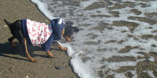 dog being bathed with shampoo