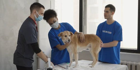 veterinarian examining pet with travel accessories and world map