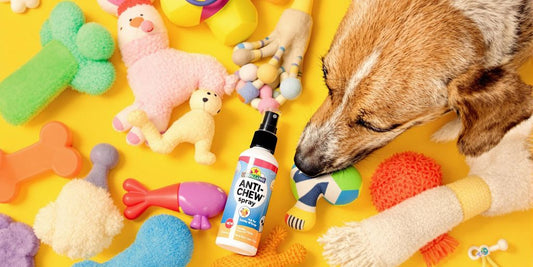 Dog with anti chew spray and chew toys.