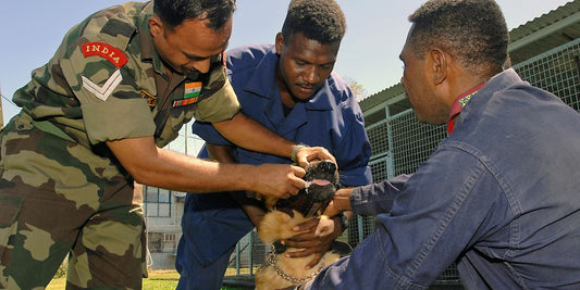 veterinarian applying ear drops to dog