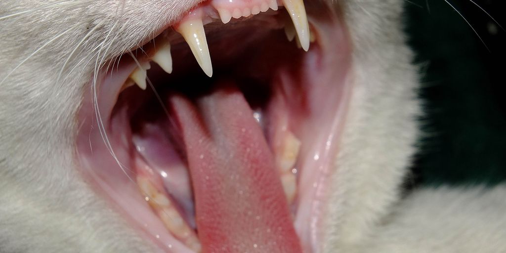 dog dental care