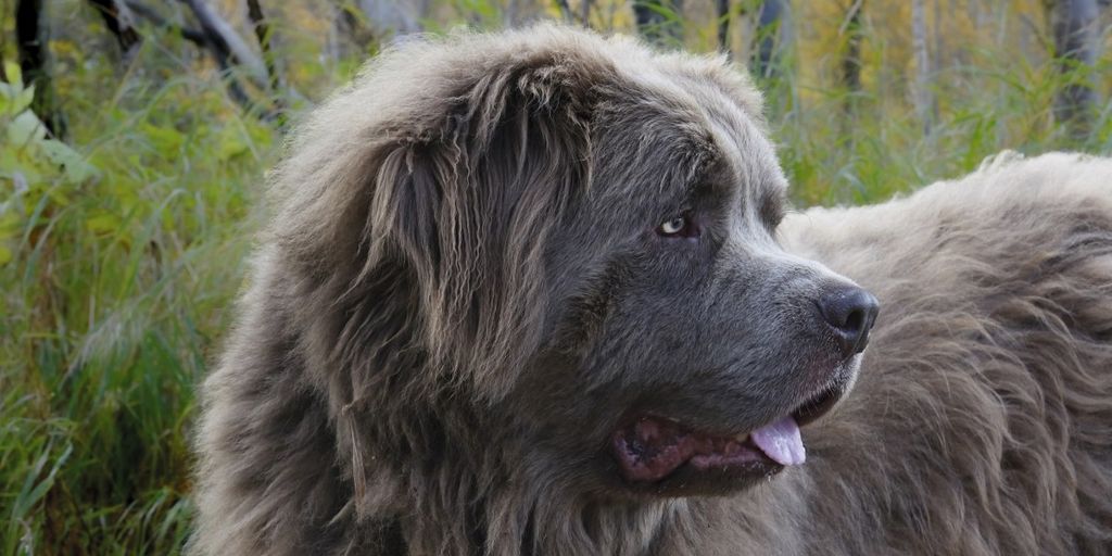 top pet brands