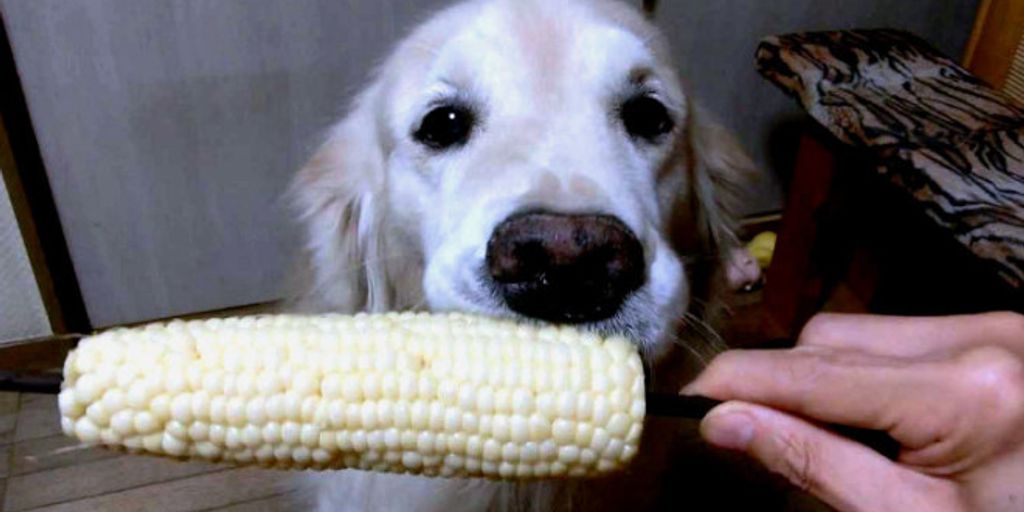 healthy dog eating natural food in a serene outdoor setting