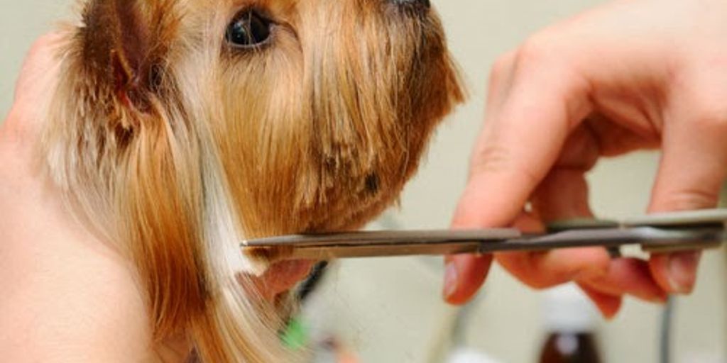 pet grooming vet