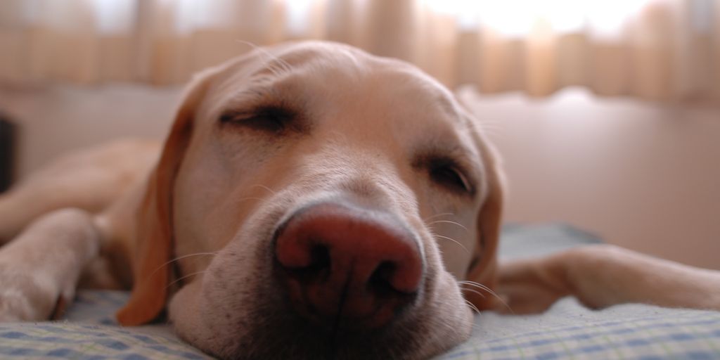 dog with antifungal shampoo