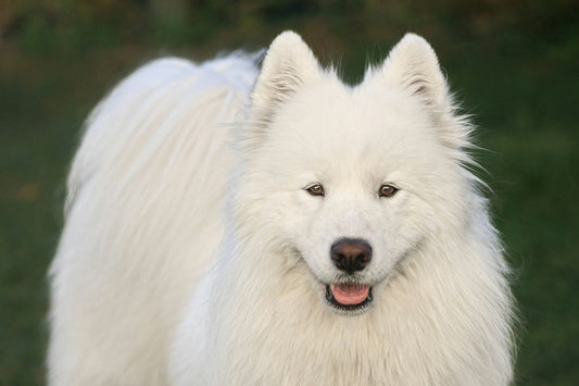 The Best Tear Stain Removers for Dogs: Keeping Your Pooch's Eyes Sparkling Clean