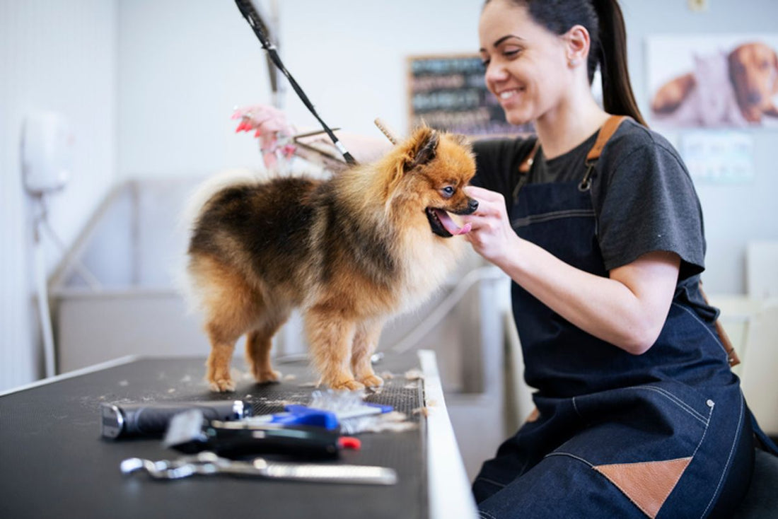 Looking Sharp, Feeling Good: Top Vets with Grooming Services Reviewed