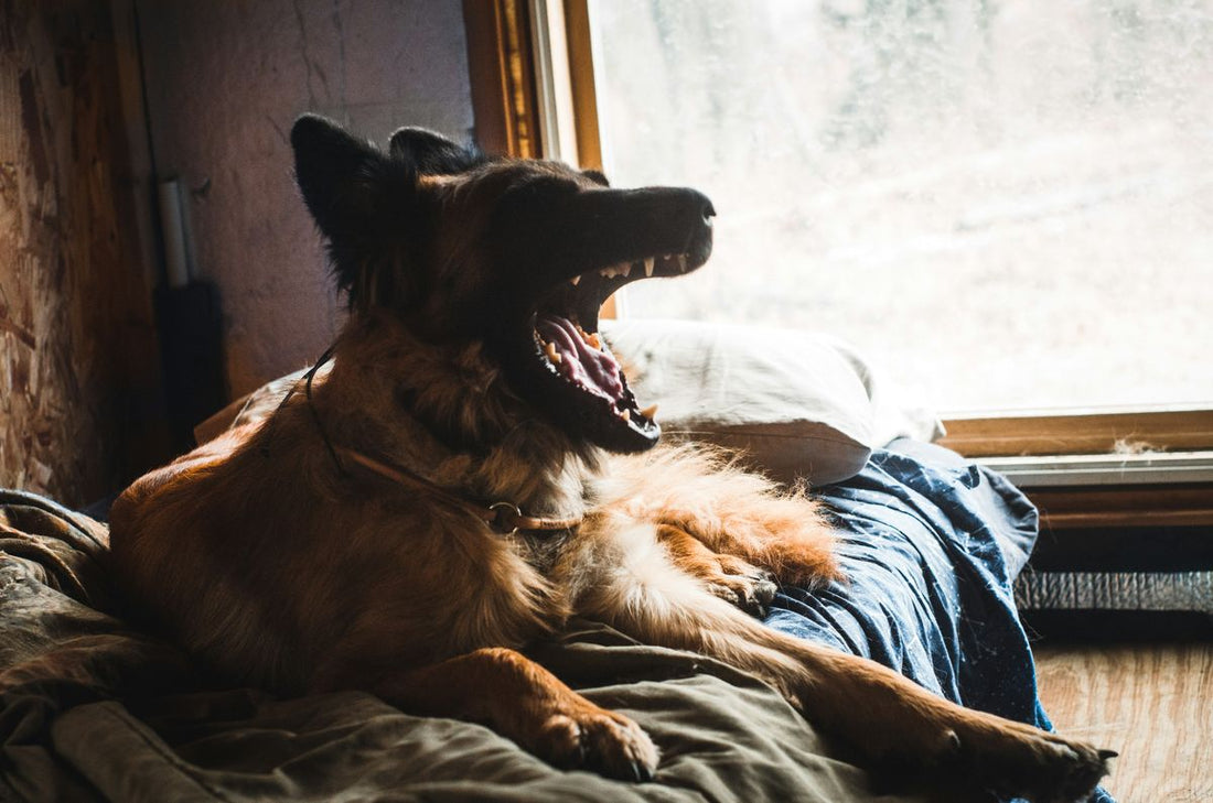 Sweet Dreams: How Melatonin Dog Treats Can Improve Your Pet's Sleep
