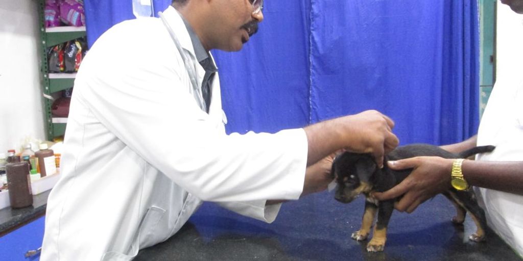 happy dog with a veterinarian in a clinic