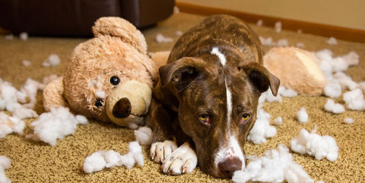 dog looking guilty with chewed items